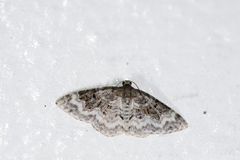 Hydrelia enisaria