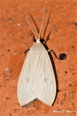 Gloora mundula