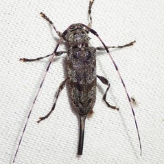 Acanthocinus obsoletus