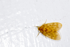 Hemipsilia coavestis