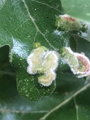 Aceria trichophila