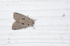 Orthosia carnipennis