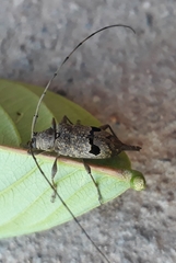 Hylettus coenobita