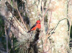Pyrocephalus rubinus piurae