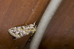 Pseudosomera noctuiformis