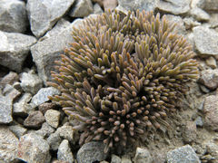 Lignocarpa carnosula