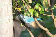 Thraupis episcopus cana