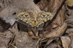 Pseudosomera noctuiformis
