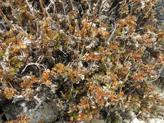 Acaena glabra