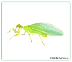 Drepanicus chrysopinus