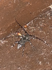 Graphisurus despectus