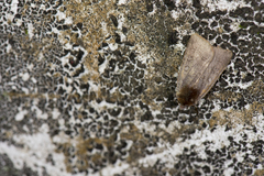 Diarsia subtincta