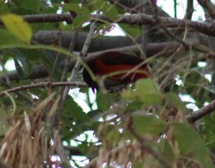 Ramphocelus dimidiatus dimidiatus