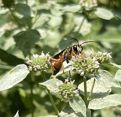 Sphex ichneumoneus