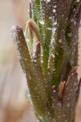 Chloropyron palmatum