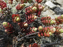 Veronica pinguifolia