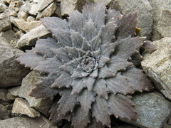 Notothlaspi rosulatum