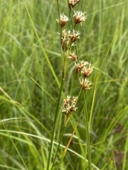 Cladium mariscoides