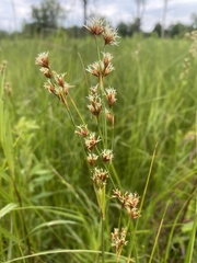 Cladium mariscoides