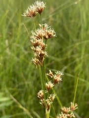Cladium mariscoides