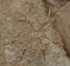 Argiope katherina