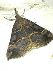 Hypena edictalis