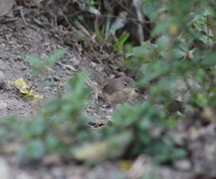 Troglodytes aedon striatulus