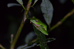 Zhangixalus aurantiventris