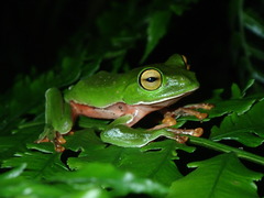 Zhangixalus aurantiventris