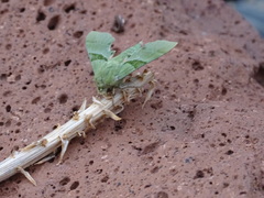 Proserpinus terlooii