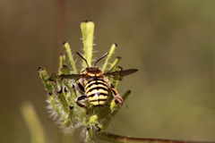 Anthidium edwardsii