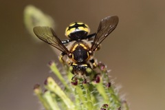Anthidium edwardsii