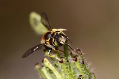 Anthidium edwardsii