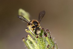 Anthidium edwardsii