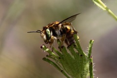 Anthidium edwardsii