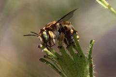 Anthidium edwardsii