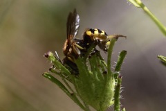 Anthidium edwardsii