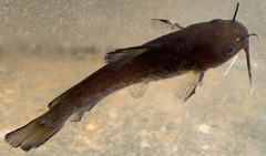 Ameiurus platycephalus