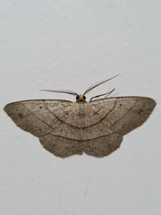 Lepidoptera