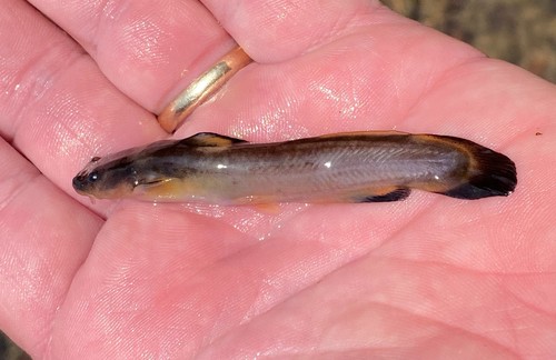Slender madtom (Noturus exilis) — Ictaluridae — 2
