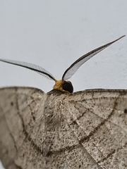Lepidoptera