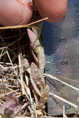 Chloropyron palmatum