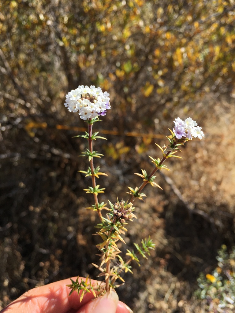 Junellia juniperina