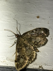 Anania coronata