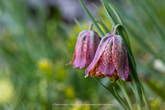 Fritillaria