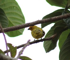 Sicalis flaveola flaveola