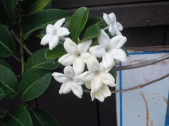 Stephanotis floribunda