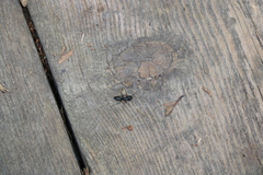 Camponotus pennsylvanicus