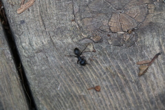 Camponotus pennsylvanicus