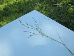 Linum virginianum